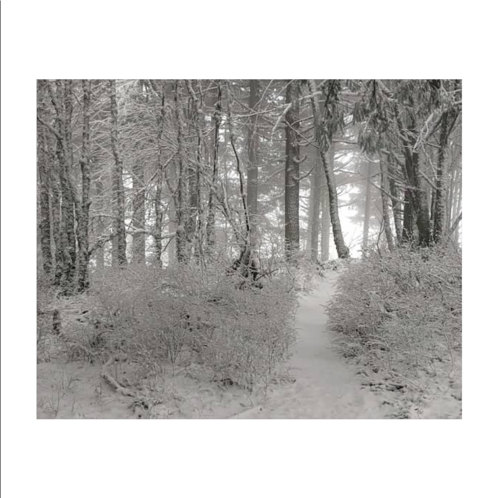 Snow Dusted Trail Winter 2020 - Picture 1 of 1